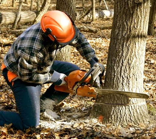 Tree Removal in Phippsburg, ME